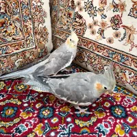 عروس هلندی