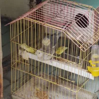 یه جفت عروس هلندی سخنگو همراه قفس