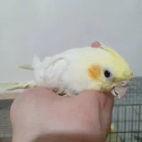 عروس هلندی سه تا|پرنده|وحیدیه, |دیوار