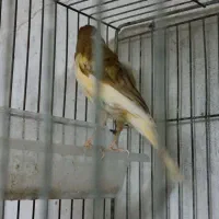 قناری ماده آماده دوعدد|پرنده|بندر انزلی, خوش پیک|دیوار