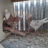 ی جفت نر و ماده هما زرد و سرور و دوجفت نر و ماده