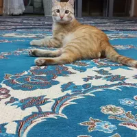 واگذاری گربه رایگان