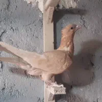 جوجه زرد دمسفید نر