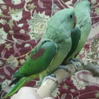 جوجه شاه طوطی|پرنده|تبریز, |دیوار