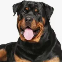 توله سگ روتوایلر فروشی 3تا واکسن خورده یه