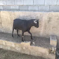 نر بز مرسیاه