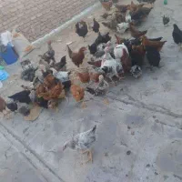 جوجه شروه ای500
