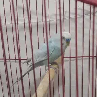 فروش عروس هلندی و مرغ عشق|پرنده|سوری, |دیوار