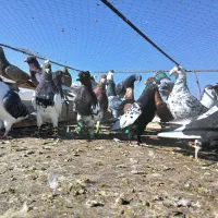 کبوتر پرشی|پرنده|تربت‌حیدریه, ۴۵ متری|دیوار