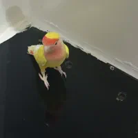 طوطی برزیلی|پرنده|شیراز, شهرک امام حسن|دیوار