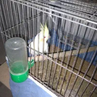 عروس هلندی
