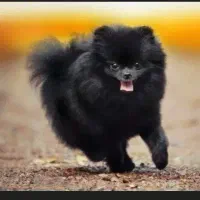 واگذاری سگ  معاوضه با گوشیو انگشتر