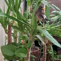 مینا دستی|پرنده|قم, منبع آب|دیوار