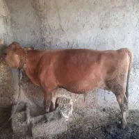 سلام سه راس گوساله نر فروشی قیمت ۴۵۰میلیون