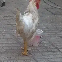 یک عدد خروس و اردک