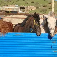 بزگترین مرکز خریدو فروش اسب وه مادیان وه کره