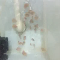 جوجه دیسکس|ماهی|رشت, حمیدیان|دیوار