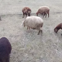 فروش گوسفند ماده