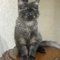 گربه اسکاتیش لانگ هیر