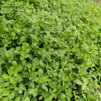 سبزی محلی ارگانیک|خوردنی و آشامیدنی|کیاشهر, |دیوار