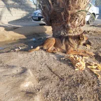 نخل خرما|گل و گیاه طبیعی|ایرانشهر, |دیوار