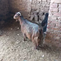 ۶۰ راس بز ترکی درجه یک با ۴۰ راس کهره درشت