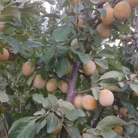 فروش آلو سر درختی فوری