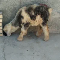 بره ماده