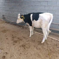 گوساله سمینتال