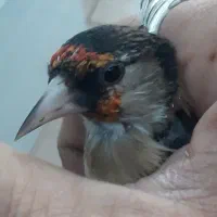 سهره|پرنده|تهران, فلاح|دیوار