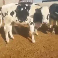 گوساله نرهلشتاین نیم گوشت|حیوانات مزرعه|تهران, امام زاده عبدالله|دیوار