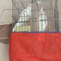 عروس هلندی البینو مولد|پرنده|فسا, |دیوار