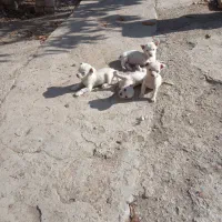 واگذاری توله ببی پاکوتاه ریز سفید خشگل