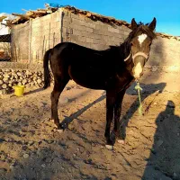 کره اسب فروشی|اسب و تجهیزات اسبسواری|شهرضا, |دیوار