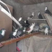 کفتر رنگی|پرنده|تربت‌حیدریه, شهید بهشتی|دیوار