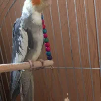 عروس هلندی نر
