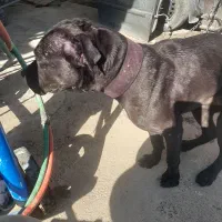 پیتبول آمریکای