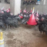 بوقلمون برنز محلی اصل سالم،ارگانیک و کاملابهداشتی