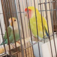 طوطی برزیلی|پرنده|پرند, فاز ۲|دیوار