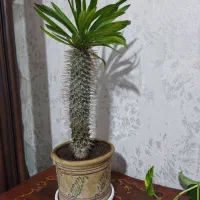 نخل ماداگاسکار