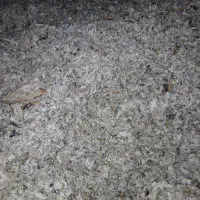 تفاله چقندرقند|عمدهفروشی|دشتابی, |دیوار