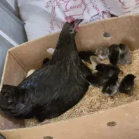 مرغ با جوجه|حیوانات مزرعه|خورموج, |دیوار