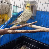 عروس هلندی
