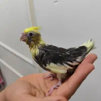 جوجه عروس هلندی