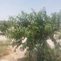 فروش درختان ۴ ساله  سیب هلو شلیل زردآلو گوجه سبز