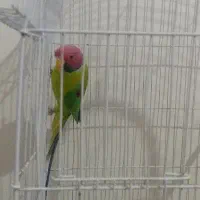 طوطی پارکیت سر آلویی فوق جذاب و زیبا