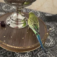 طوطی مرغ عشق
