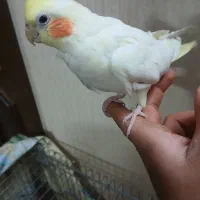 عروس هلندی|پرنده|قزوین, |دیوار