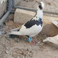 کفتر پرنده|پرنده|قزوین, |دیوار