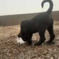شاه توله عراقی بلک بِگیردرجه1